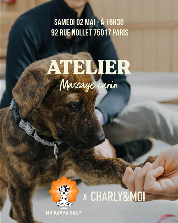 DOG DAY Club des Batignolles - Atelier Massage canin Paris 17eme